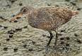 Clapper Rail-3